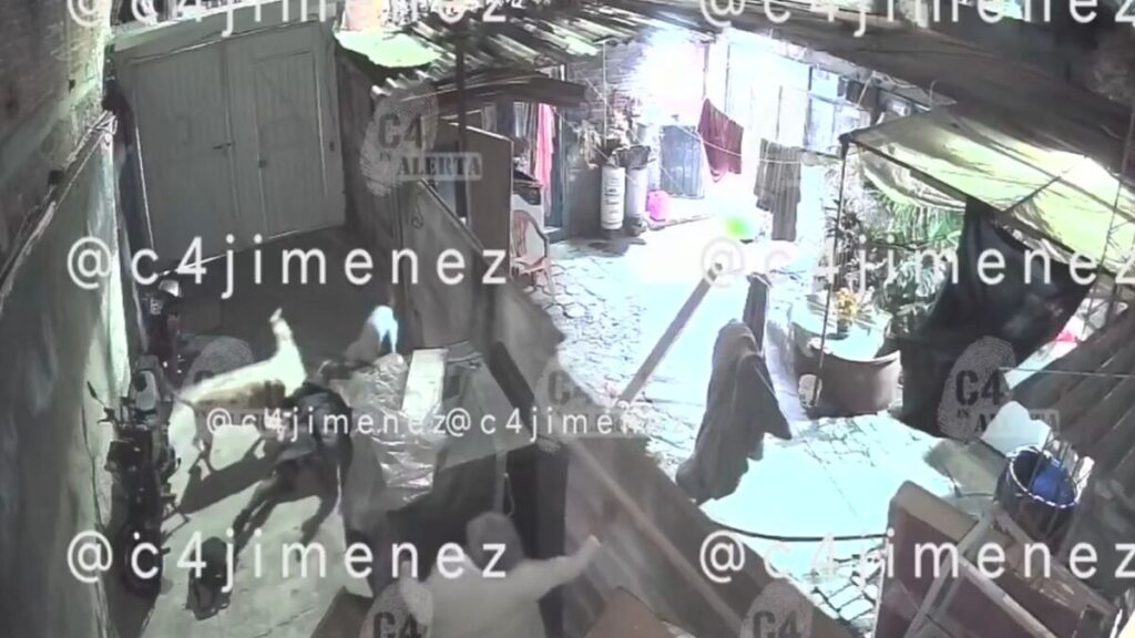 Tláhuac: Ana sufre graves lesiones tras ataque de tres perros pitbull