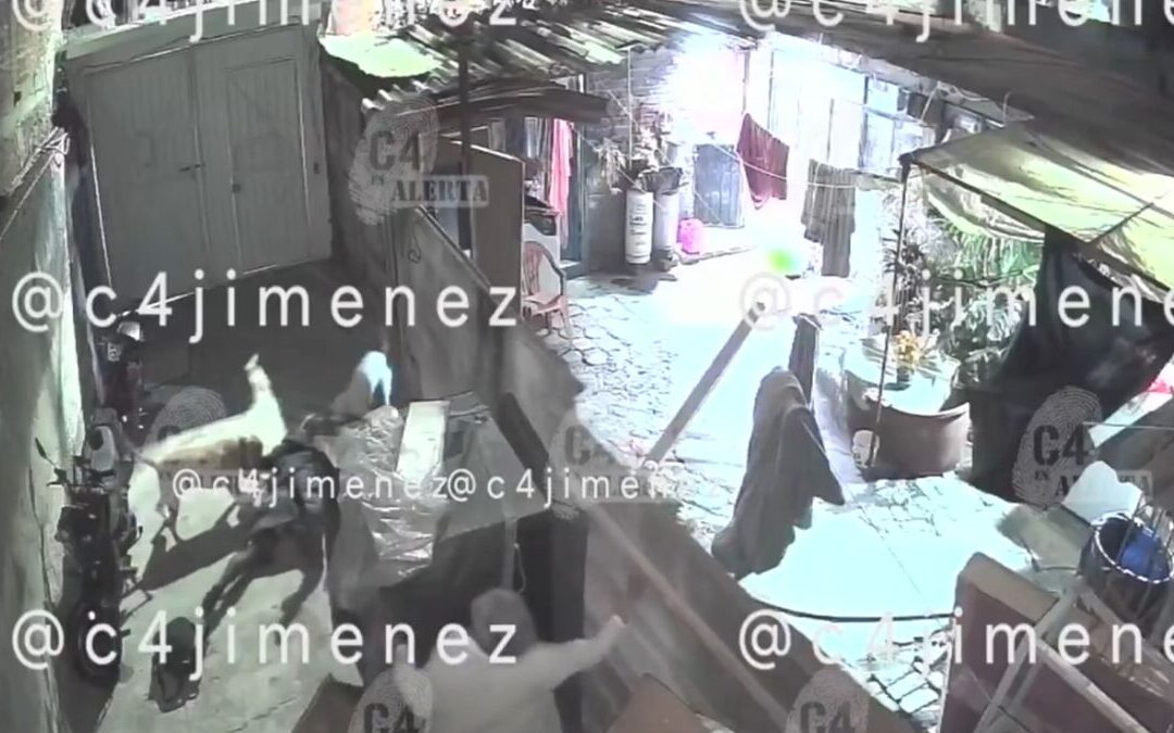Tláhuac: Ana sufre graves lesiones tras ataque de tres perros pitbull
