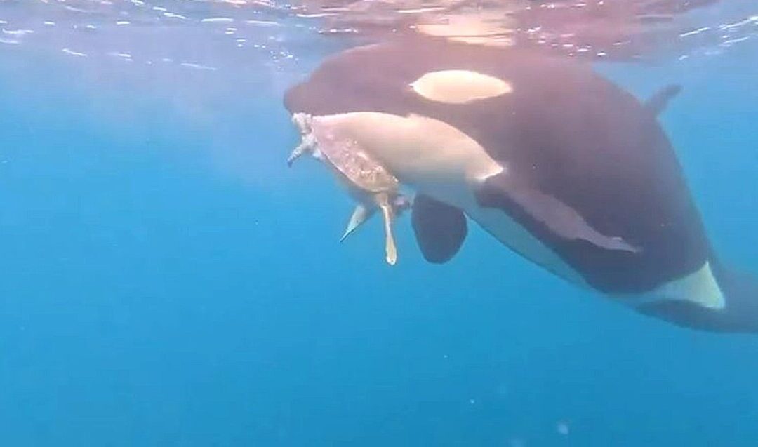 Pescadores de Colima Captan en VIDEO a Orcas Devorando una Tortuga Marina