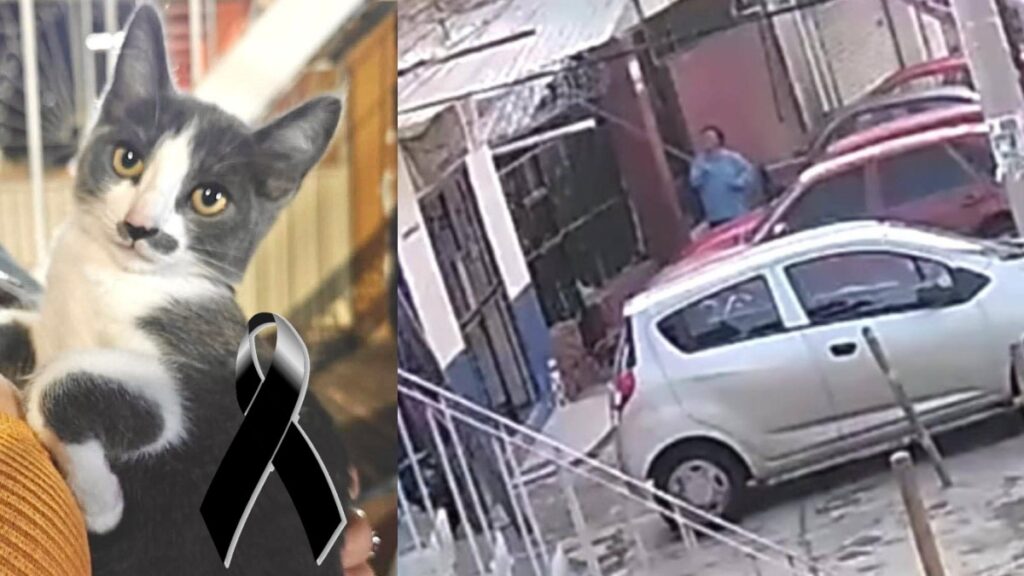 Caso de Gerónimo N: Proceso legal por la muerte del gatito Gary en Guanajuato