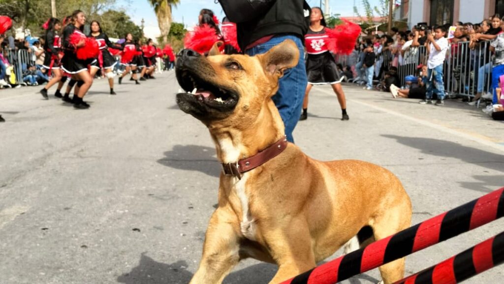 ¡Ayuda! Buscan a Toño, el Perro Bailarín de San Pedro que Conquistó La Laguna