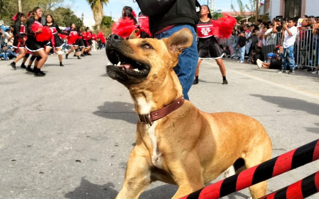 ¡Ayuda! Buscan a Toño, el Perro Bailarín de San Pedro que Conquistó La Laguna
