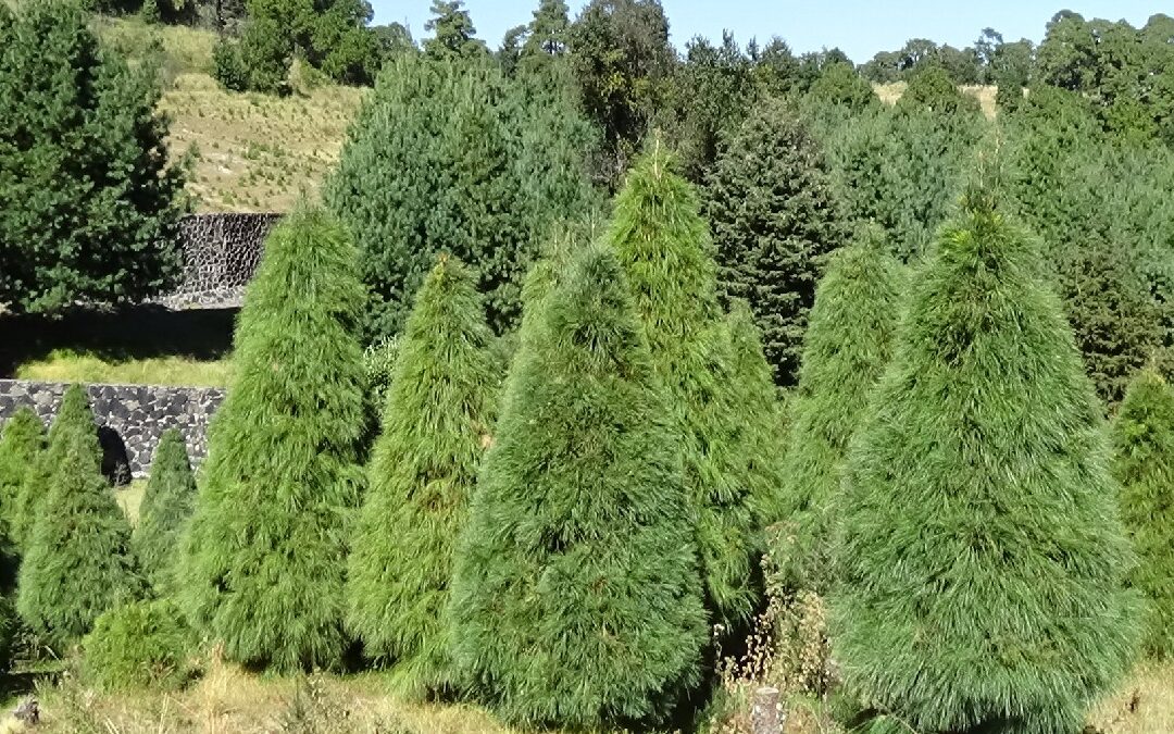 Encuentra los Mejores Árboles de Navidad Naturales en Querétaro para Navidad 2025