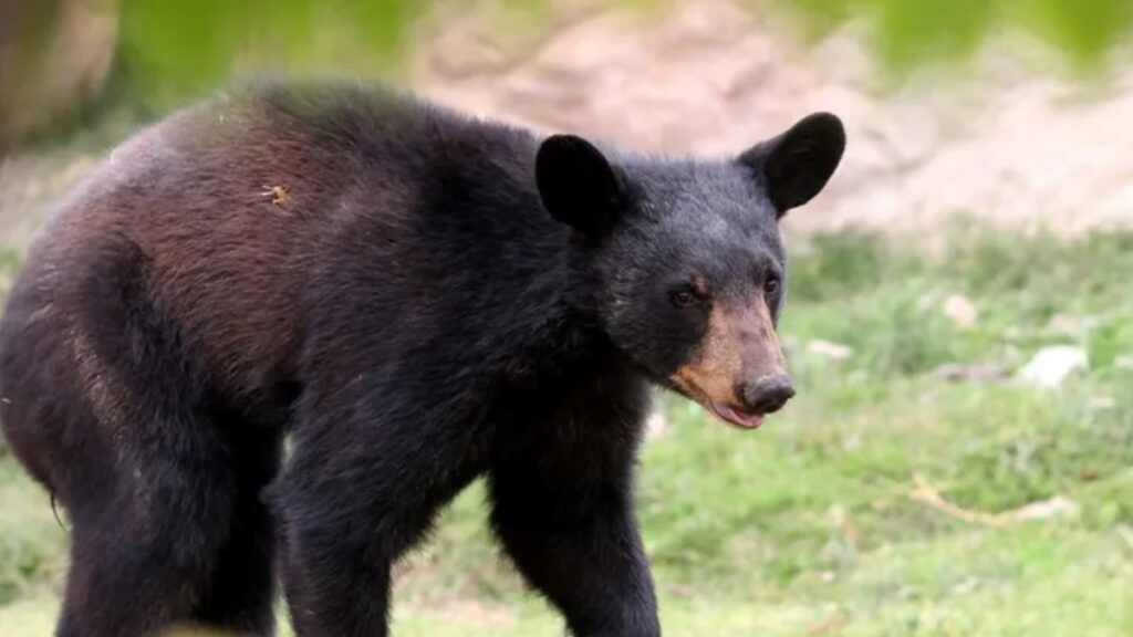 Ataque de oso a cuidador en espectáculo desata debate en redes en Tampa Bay