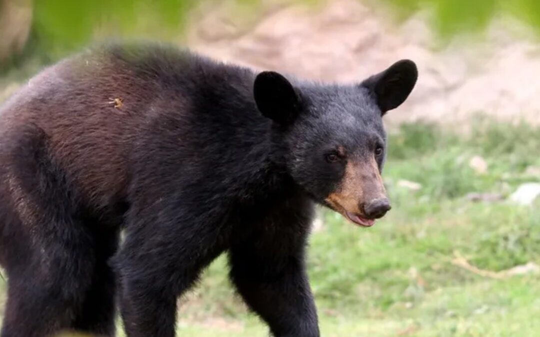 Ataque de oso a cuidador en espectáculo desata debate en redes en Tampa Bay