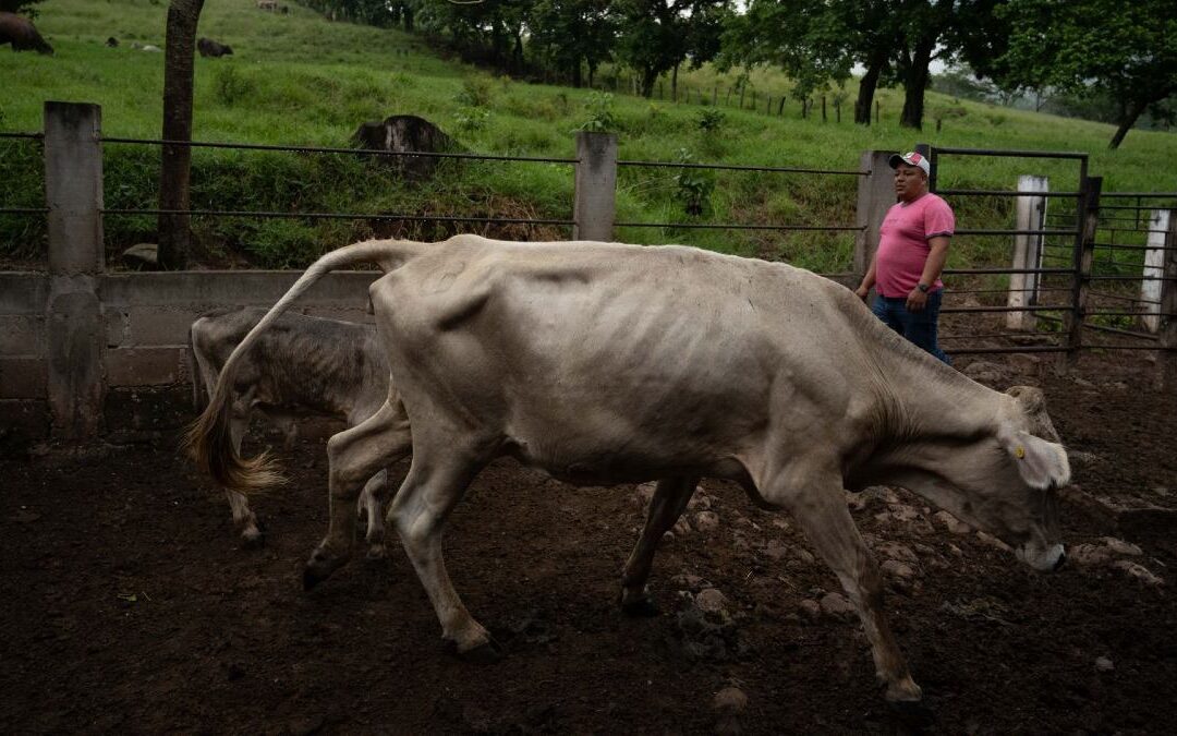 Oaxaca Fortalece la Vigilancia Sanitaria ante Casos de Gusano Barrenador en Humanos